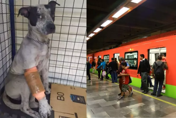 Metro CDMX, perrito, dueño A.jpg