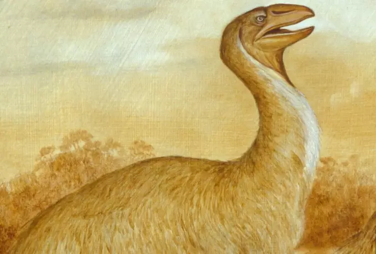 Aves gigantes no voladoras