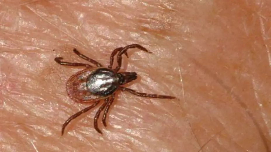 garrapata