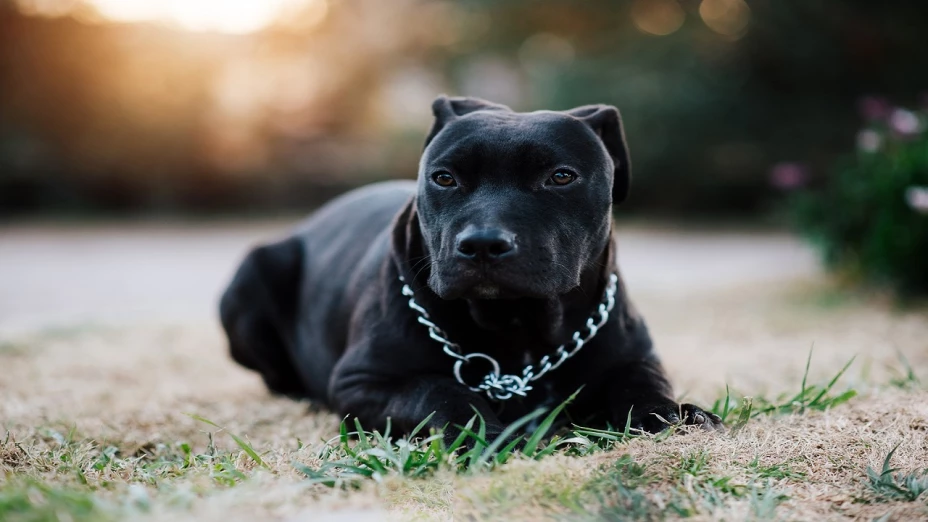 ataque de perro pitbull