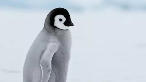 Día Mundial del Pingüino 25 de Abril_ Origen, curiosidades y por qué se celebra.jpg
