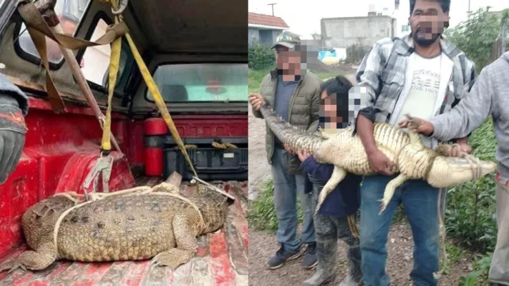 Capturan a cocodrilo en Cuautitlán Izcalli, Edomex