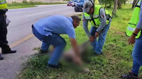venado muere periferico de merida