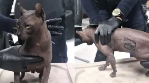 Gato egipcio rescatado en penal de Ciudad Juarez