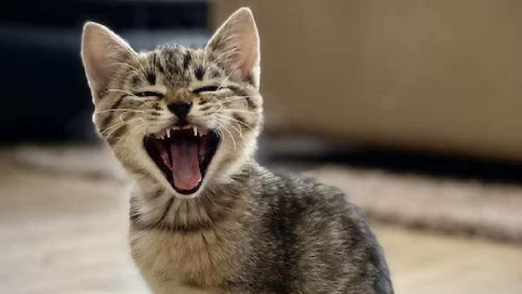 Día del Gato Razón de festejarlos tres veces al año