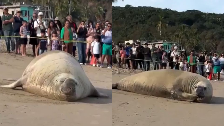 Elefante marino en Nayarit