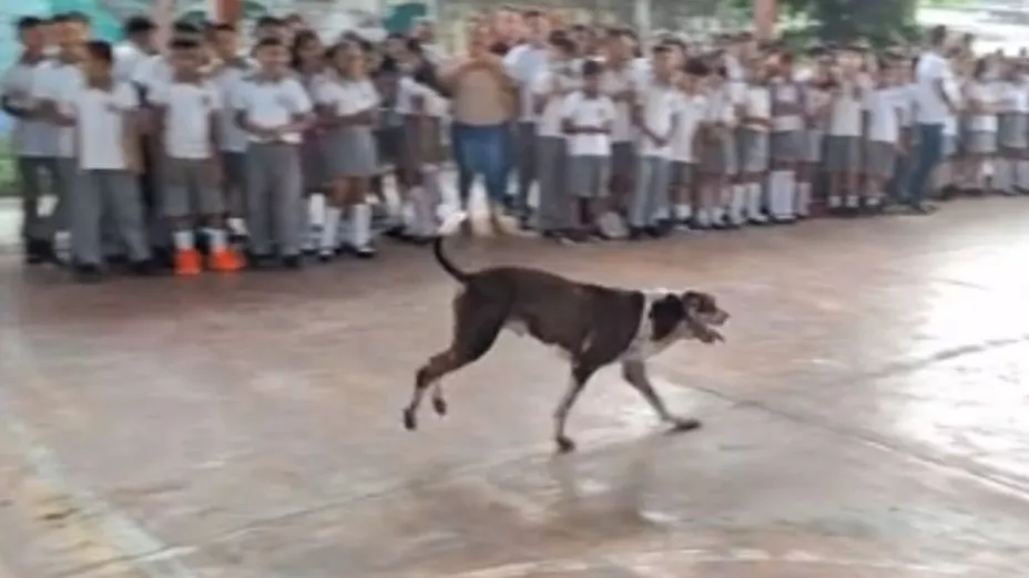 VIDEO Perrito que vive en la escuela recibe feliz a los alumnos de primaria en el regreso a clases