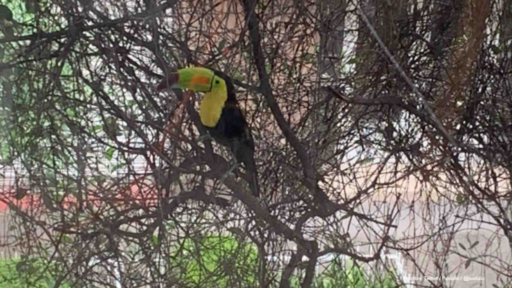 tucan mariano perdido cdmx.jpg