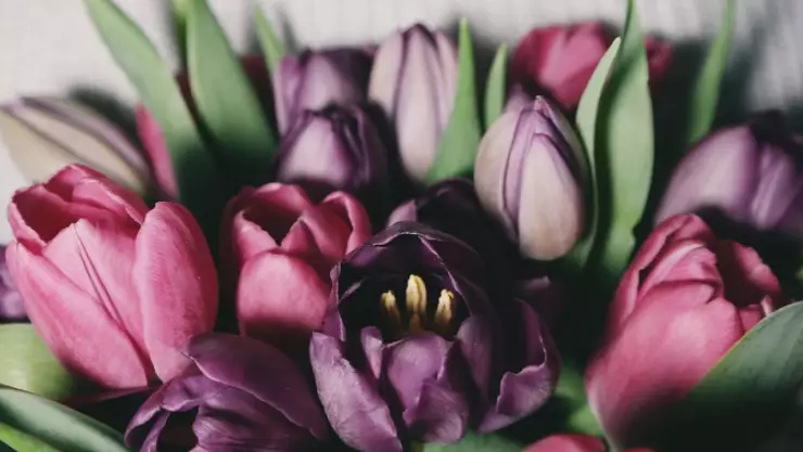 Flores Moradas ¿Cuál es la canción que inspiró el Trend de TikTok para regalar flores el 9 de noviembre?