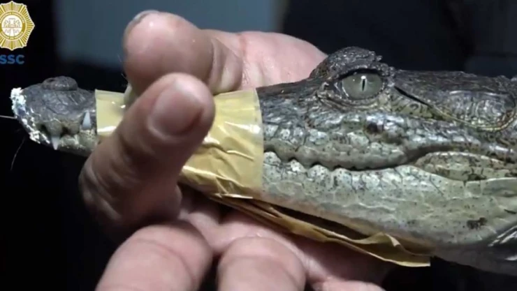 Rescatan a cocodrilo abandonado en GAM