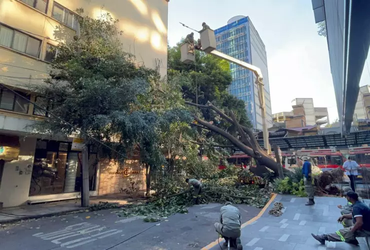 Así fue la caída de un árbol en colonia del Valle CDMX