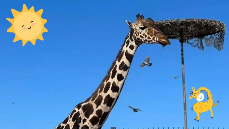 La Jirafa Benito ya tiene un nuevo hogar en Puebla, ¿cómo es?