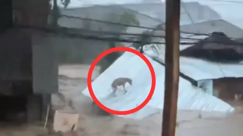 Perro es arrastrado por inundaciones durante el paso del tifón Kalmaegi