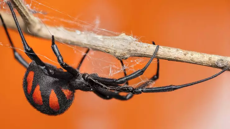 Estos son los insectos venenosos que hay en CDMX