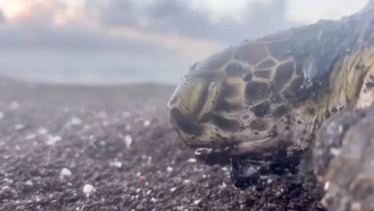 Temporada de tortugas marinas 2026 en México: fechas clave y alerta por derrame en Veracruz y Tabasco