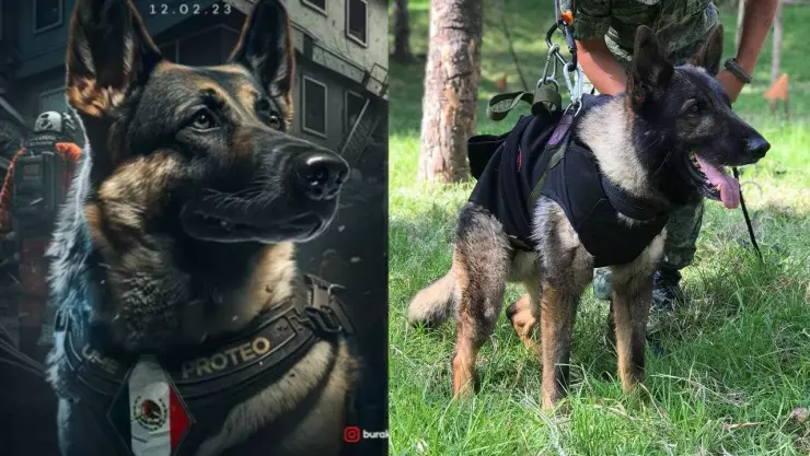 Diseñador turco hace homenaje a Proteo, perro rescatista mexicano