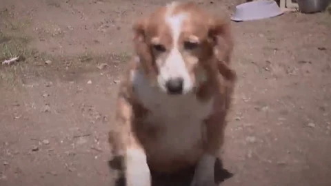 échanos una pata perrita Gaytha