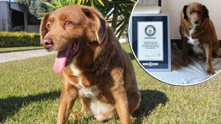 Muere Bobi, el perro más viejo del mundo