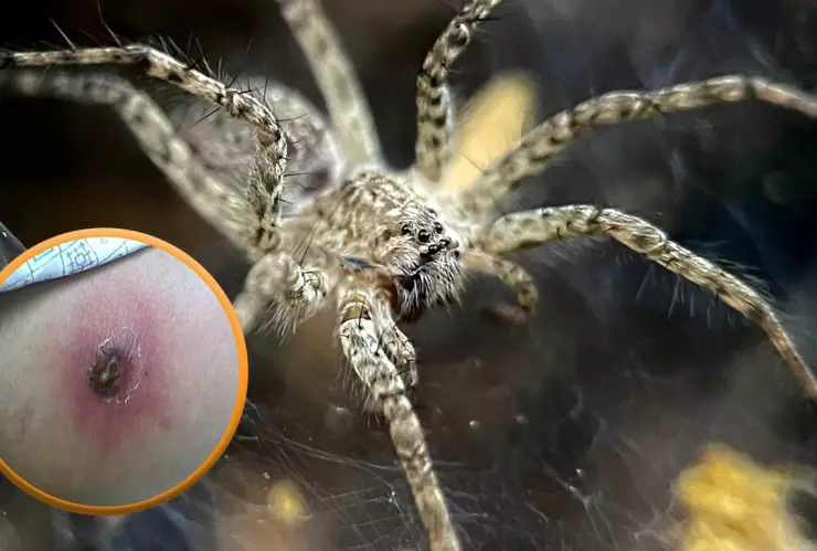 Araña más grande y venenosa del mundo