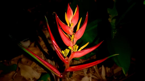La flor de Niluyarilo y su papel en las festividades chiapanecas del Niño florero