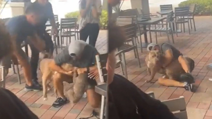 Ataque Perro Pitbull.jpg