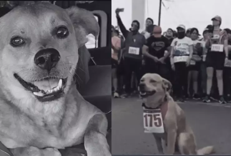 Muere ‘Chicles’, el perrito maratonista que inspiró a corredores por envenenamiento en Tijuana