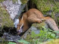 Liina y su padre pasaron el día en un hotspot de zorros en una de las islas de Helsinki. Observó cómo dos adultos iban y venían, entregando comida a sus cachorros siempre alerta e implacablemente hambrientos. Cuando uno traía a casa un percebe, los cachorros comenzaron a pelear por él con entusiasmo. Liina siguió al “ganador” mientras se retiraba para devorar su premio.
Los zorros nacen en la primavera y son similares al tamaño adulto en verano. Alrededor de las cuatro semanas de edad, comienzan a cazar insectos y lombrices de tierra, pero eso no es suficiente para sustentarlos, por lo que sus padres les proporcionan mamíferos y aves. Las dietas de los zorros varían según su hogar: cangrejos, conejos, frutas, pájaros y desechos domésticos son todas opciones potenciales de alimentos.
