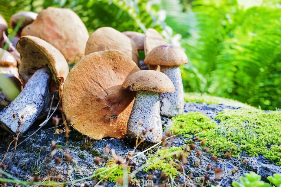 Hongos