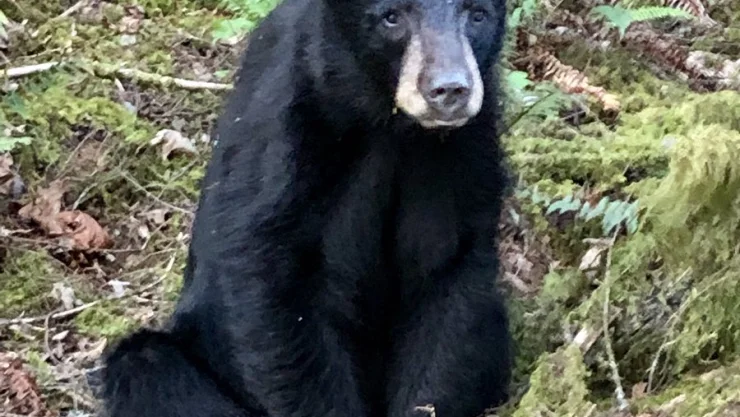 Sacrifican a oso por ser demasiado cariñoso con el humano