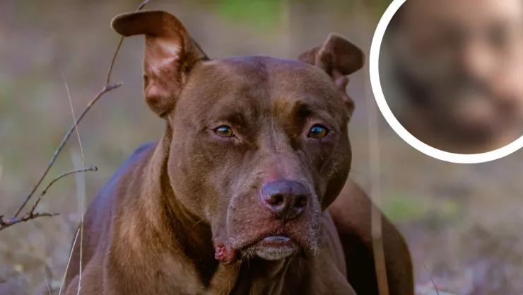 Mujer sufre ataque de su perro mientras convulsionaba en su casa en Illinois