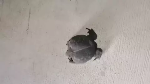 VIDEO_ Presencia de ‘sapo excavador’ en Tetiz genera temor