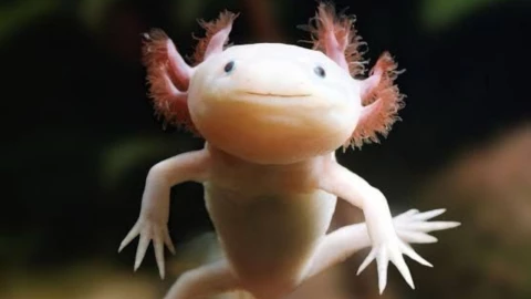 Ajolote bebé se vuelve viral en redes sociales