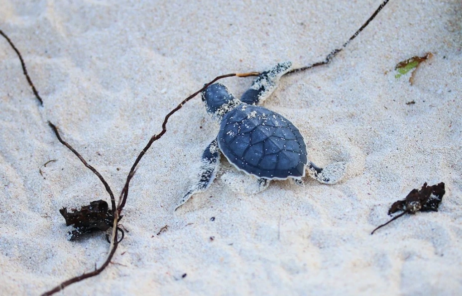 Esto es lo que hace México para proteger a la tortuga marina