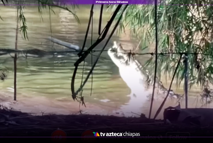 Misterio y miedo: video muestra a cocodrilo comiendo presunta víctima en Nayarit