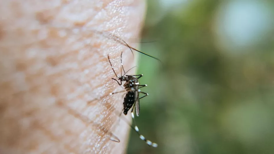 La poderosa planta que te ayudará como repelente de mosquitos en esta temporada de lluvias en Aguascalientes