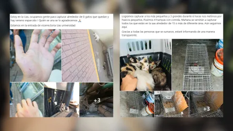 Denuncian gatos envenenados en la UAS en Mazatlán