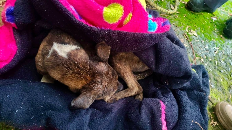 Rescate de perrito atrapado en el fondo de un pozo en Puebla