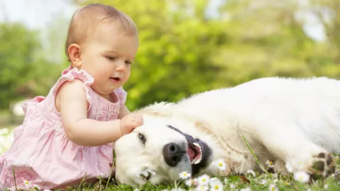 mascota