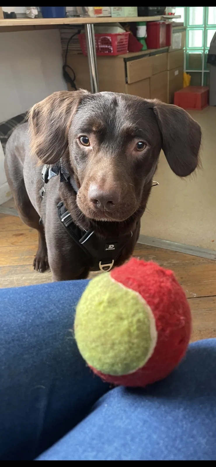 coco-perro-alcohólico-tratamiento