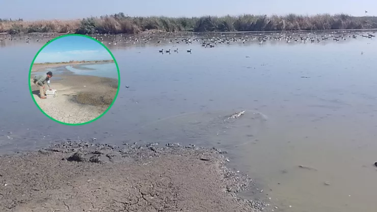 Liberan a cocodrilo en Culiacán.