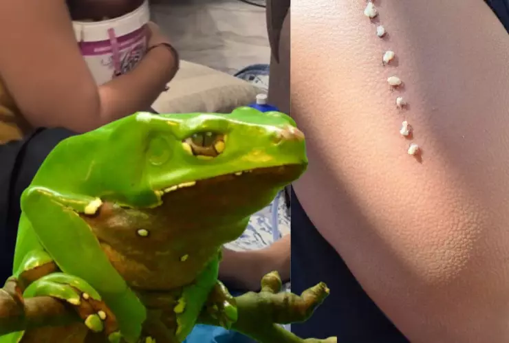 ¿Qué es el Kambó, bebida que tomó la mujer que murió en retiro espiritual de Durango?