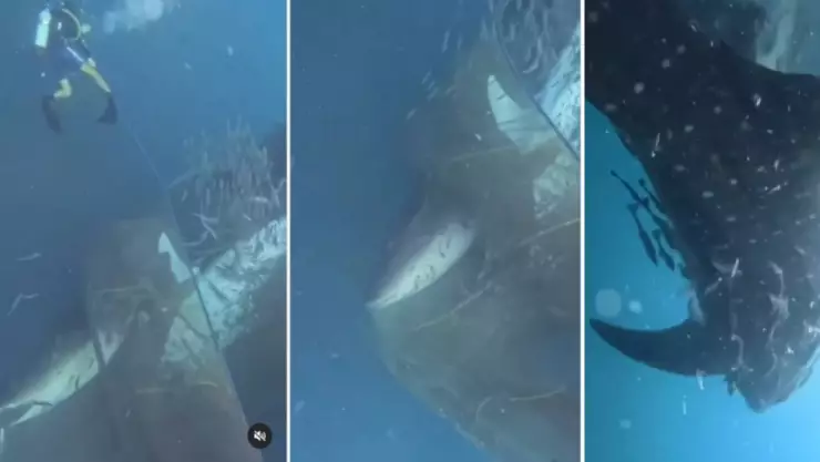 VIDEO_ Buzos rescatan a varios tiburones ballenas atrapado una red de pesca