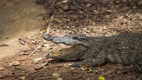 Crocodiles Resting at Crocodile Farm in Thailand