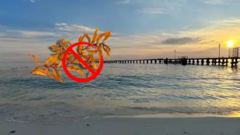 Lista completa de playas libres de sargazo en Quintana Roo HOY, 3 de agosto de 2025 en Cancún, Tulum y Playa del Carmen