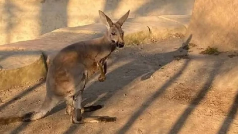 Matan al famoso canguro ‘Skippy’ en Orizaba: Autoridades investigan envenenamiento