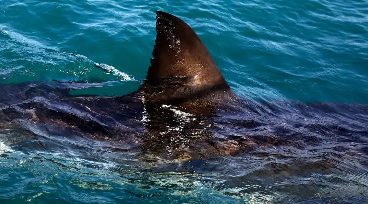 Aleta de un tiburón blanco en Gansbaai, Sudáfrica.