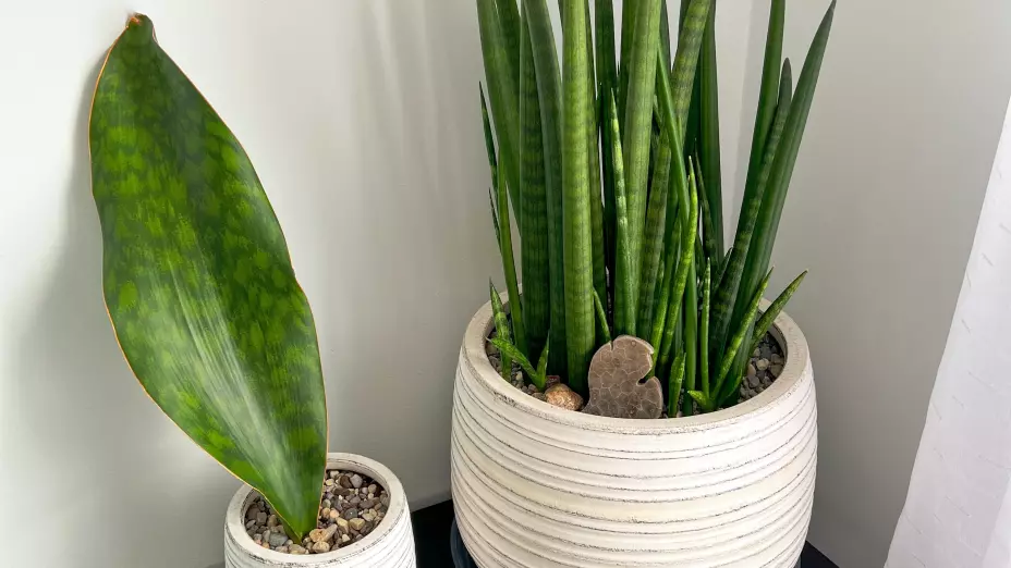 Sansevieria, lengua de suegra o espada de San Jorge