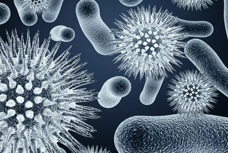 bacteria Burkholderia