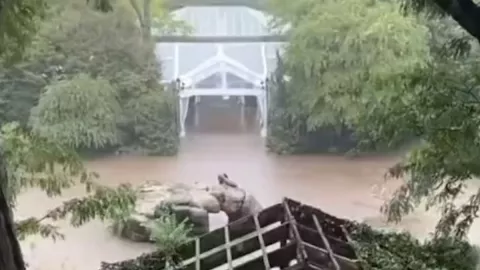 VIDEO Un león marino escapa del zoológico en las inundaciones en New York a causa de las lluvias