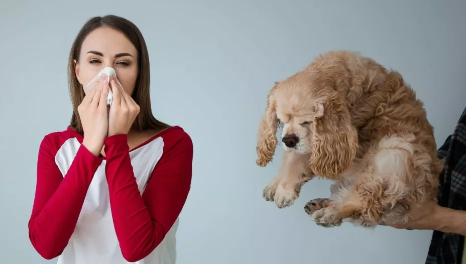 Así puedes identificar una alergia a las mascotas y qué hacer en tu casa.jpg